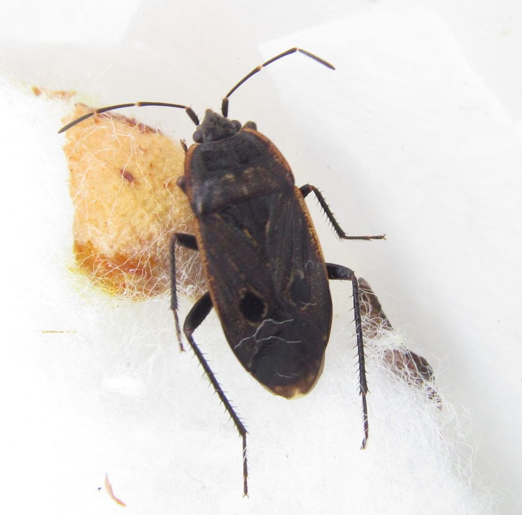 Lygaeidae:  Graptopeltus validus   - Izmir (Turchia)